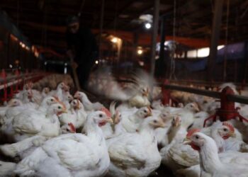 PEMBERIAN subsidi dedak ayam atau memastikan kos pembeliannya tidak mengalami peningkatan lagi dapat membantu mengurangkan beban penternak.