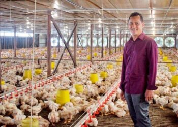 JAFFRI Ahmad kini memiliki 18 ladang ternakan bersepadu di seluruh Kedah dengan kapasiti setiap ladang antara 20,000 hingga 235,000 ekor setiap kitaran.
