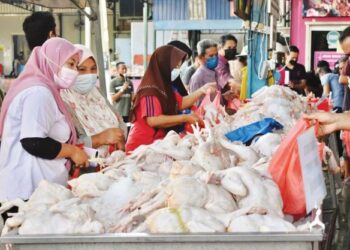 SYARIKAT Ayam Bismi menjual ayam pada harga murah RM6.98 sekilogram di Pusat Jualan Utama Ayam Bismi di Jalan Kangkong Simpang Empat, Alor Setar, hari ini.
