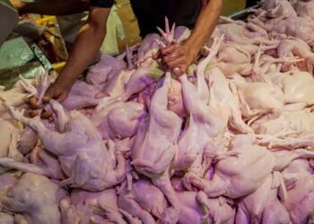 Orang ramai perlu bijak berbelanja dan menggunakan hak mereka sebagai pengguna termasuk membuat aduan jika wujud unsur-unsur pencatutan ayam.