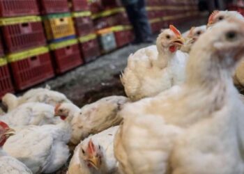 KERAJAAN perlu bersedia memastikan bekalan ayam tidak berkuangan supaya krisis makanan tidak berlaku- GAMBAR HIASAN