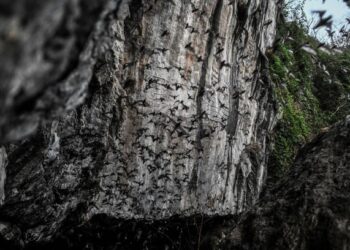 NAMA Zhengli mula jadi sebutan selepas beliau terlibat dalam kajian mengenai penyakit berkaitan kelawar sejak 2004. - AFP