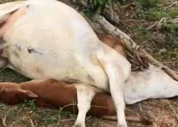 DUA ekor lembu antara tujuh ternakan milik Ab Lah Mat Isa yang dipanah petir di Kampung Serunai, Mela di Lipis, Pahang. - FOTO /IHSAN AB LAH MAT ISA
