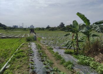 Kerajaan bercadang memperkenal sijil perladangan dan kerja fleksibel tarik pekerja tempatan bekerja di ladang-ladang. - Gambar hiasan