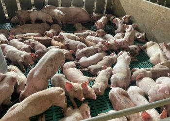 TERNAKAN babi komersial di Malaysia sepanjang tahun lalu menunjukkan angka penurunan berbanding rekod pada tahun sebelumnya. - GAMBAR IHSAN JPV