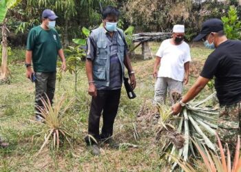 ABU BAKAR Japar (dua dari kiri) menunjukkan pokok nanas yang dirosakkan sekumpulan babi hutan sambil diperhatikan dua anggota Perhilitan di Kampung Kelongkong, Pantai Kundor, Melaka. - UTUSAN/AMRAN MULUP
