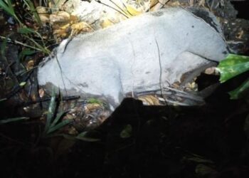 SALAH seekor babi yang ditembak mati anggota Perhilitan di Tanjung Kling, Melaka. - FOTO/AMRAN MULUP