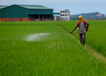 PAKAR ekonomi berpendapat aspek sokongan bagi meningkatkan taraf hidup rakyat termasuk petani perlu dalam Bajet 2022. – UTUSAN/SHAHIR NOORDIN