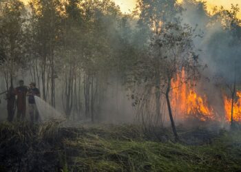ANGGOTA bomba memadam kebakaran hutan di Riau, tahun lalu.-AFP