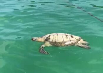 BANGKAI penyu agar jantan dewasa yang ditemukan terapung di perairan Pulau Kapas di Marang, Terengganu, hari ini.
