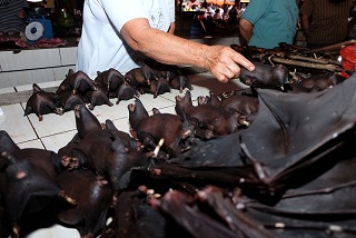 (FILES) In this file photograph taken on February 8, 2020, shows a vendor selling bats at the Tomohon Extreme Meat market on Sulawesi Island, where bats, rats and snakes are sold at the market known for its 'extreme' wildlife offerings, despite calls to take them off the menu over fears of a perceived coronavirus (Covid-19) link. - First it was snakes, and then the endangered pangolin before badgers were put in the dock. Scientists have been scrutinising a Noah's Ark of animals to find out whether -- and how -- the coronavirus was transmitted from bats to humans, with the prime suspect changing from one study to another. Researchers at the South China Agricultural University said in February 2020 the endangered pangolin, a mammal whose scales are used in Chinese medicine, may be the "missing link" between bats and humans. (Photo by Ronny Adolof Buol / AFP)