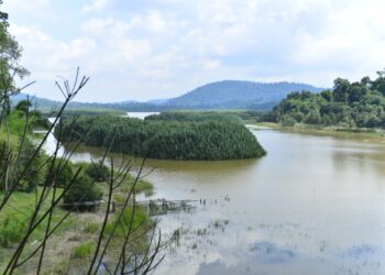 KEADAAN Tasik Chini yang ditumbuhi pokok rasau dan memerlukan pemulihan bersepadu bagi membolehkan status Rezab Biosfera UNESCO yang diterima pada 2009 tidak ditarik balik. – UTUSAN/SHAIKH AHMAD RAZIF