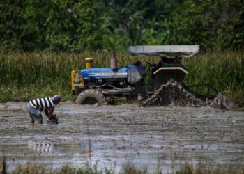 KERAJAAN meluluskan kuota tambahan 112,260 kampit 20 kilogram (kg) benih padi sah (BPS) bagi tangani masalah bekalan yang dihadapi pesawah te­rutama di Kedah dan Perlis. - GAMBAR HIASAN