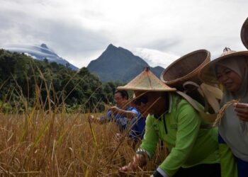 PENGELUARAN beras di Sabah masih amat rendah dan diusasakan tanpa penggunaan di teknologI tinggi. di Kota Belud -GAMBAR HIASAN