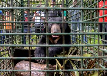 BERUANG matahari jantan seberat 70 kilogram yang ditangkap di Kampung Pengkalan Berangan, Marang hari ini. - UTUSAN/PUQTRA HAIRRY ROSLI