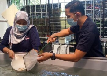 DZULFIKKAR Baitulma'mur (kanan) yang mengetuai penyelidikan pembiakan ikan nemo mengalihkan anak ikan nemo yang berjaya dibiakkan di Akuarium Tunku Abdul Rahman Pulau Pinang, Batu Maung, Pulau Pinang.