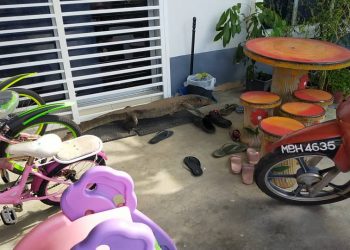 BIAWAK yang disangka kain buruk.