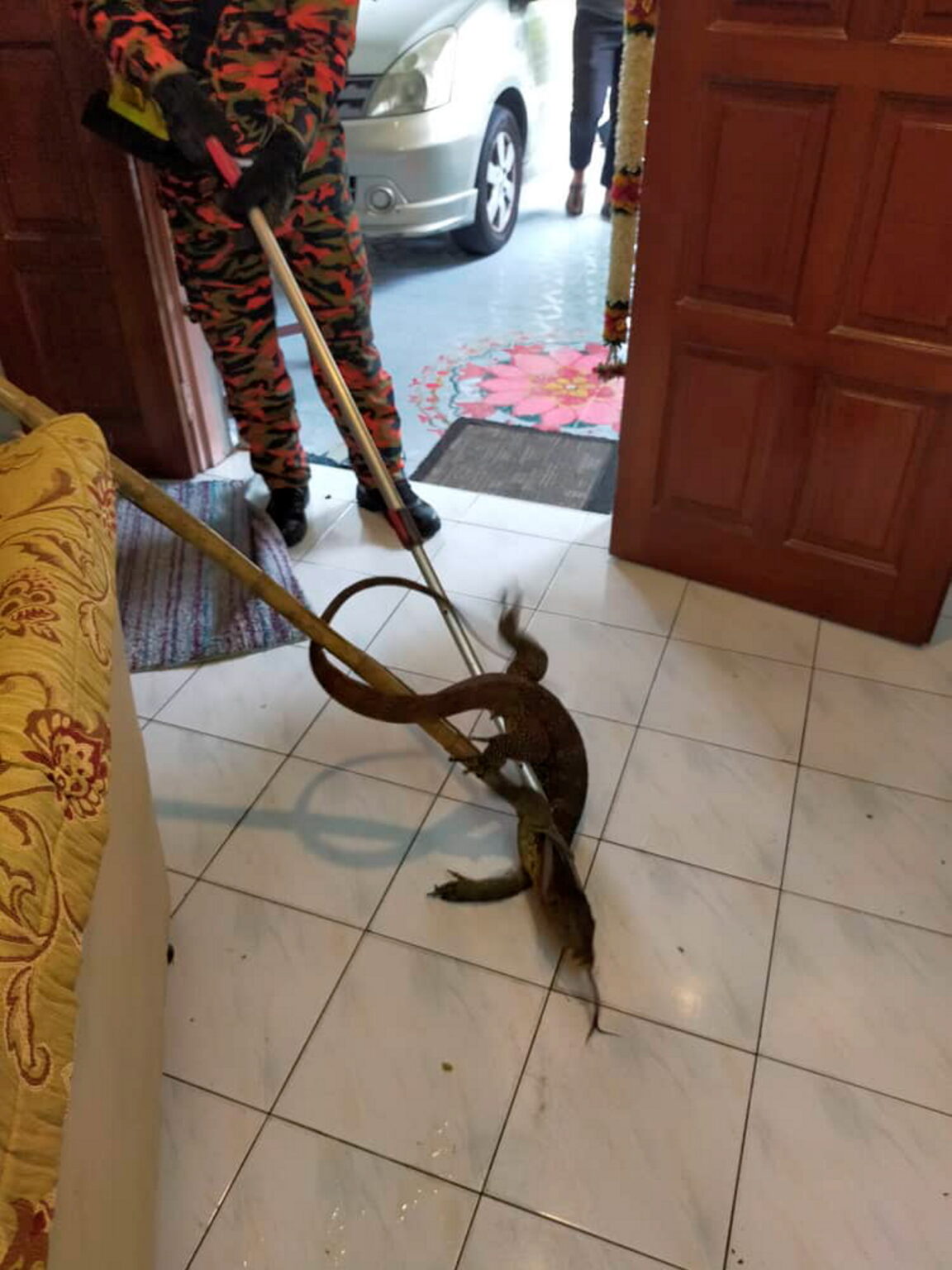 Biawak Masuk Rumah Pertanda Apa Jejak Belajar