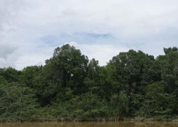 HUTAN Mukim Ulu Sedili yang didakwa menjadi lokasi seorang penduduk terserempak dengan Bigfoot di Kota Tinggi, Johor. -UTUSAN/MASTURAH SURADI