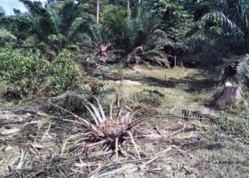 KESAN pencerobohan gajah liar di sebuah kawasan ladang sawit sebuah kampung di mukim Tembeling Tengah  di Jerantut, Pahang.
