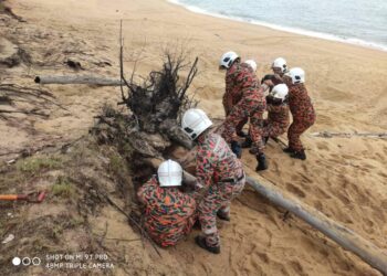 ANGGOTA bomba menyelamatkan penyu agar yang tersepit di bawah tunggul  di Cakar Hutan, Kampung Labohan, Kerteh di Kemaman, Terengganu.