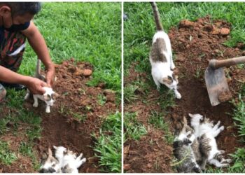 ANGGOTA bomba dari Balai Bomba dan Penyelamat Bahau membantu menanam empat ekor anak kucing yang mati dipercayai diracun di Gerai Majlis Perbandaran Jempol di pekan Bahau, Jempol semalam.-GAMBAR/IHSAN BOMBA