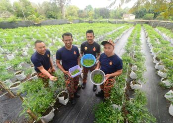 ANGGOTA bomba menunjukkan hasil tuaian di kebun lada kecil jenis bara yang ditanam sejak September lalu di perkarangan Balai Bomba Nenasi di Pekan, Pahang. - UTUSAN/SHEIKH AHMAD RAZIF