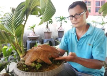 POKOK bonsai kelapa berukiran arnab yang dihasilkan Mohd. Razali Muhamad bagi mengisi masa lapangnya sejak Perintah Kawalan Pergerakan 1.0 lalu ketika ditemui dirumahnya di Kampung Tasik Nesan, Tok Dor di Hulu Terengganu di sini baru-baru ini. UTUSAN/NOOR HAYATI MAMAT