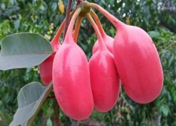 SURVIVAL pokok buah larok semakin terancam di hutan Malaysia disebabkan pelbagai faktor antaranya penerokaan hutan yang tidak terkawal.