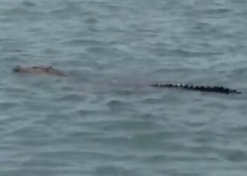 TANGKAP layar video tular yang memaparkan seekor buaya berenang di laut dipercayai berlaku di Port Dickson, Negeri Sembilan.-Sumber Twitter @ShafikJaafar.