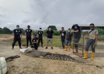 Anggota Unit Penyelamat Hidupan Liar (WRU) bersama buaya yang mereka tangkap di Beaufort Sabah baru-baru ini. - FOTO FB WRU