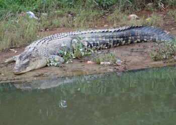 SEEKOR buaya tembaga berjemur berhampiran tali air di perumahan Cenderawasih di Kuantan, Pahang.