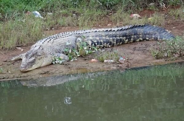buaya