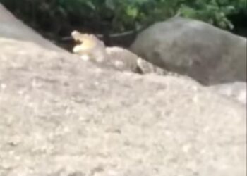 SEEKOR buaya didakwa muncul di atas batu di kawasan Pulau Jerejak, Pulau Pinang yang dirakam oleh pemancing.