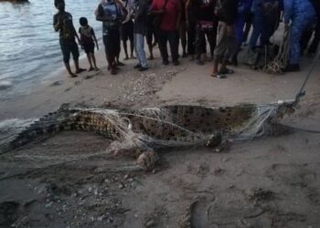 SEEKOR buaya seberat kira-kira 500 kg yang berjaya ditangkap sekumpulan nelayan di perairan Pantai Bersih sebelum dibawa ke Jeti Bagan Ajam di Butterworth, Pulau Pinang hari ini.