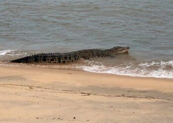 SEEKOR buaya sesat berjemur di pantai Kampung Pantai, Kuala Besut, hari ini. - UTUSAN/ROSALINDA MD SAID