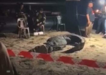 TANGKAP layar daripada video menunjukkan seekor buaya yang didakwa sesat di Jalan Kamarudin, Kuala Terengganu, semalam. - MEDIA SOSIAL