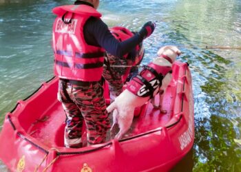 ANJING dari Unit K9 digunakan bagi mengesan kanak-kanak lelaki yang dilaporkan hilang ketika mandi di Lubuk Gelap Simpang Empat di Tanjung Malim, Kelmarin.- UTUSAN/IHSAN JBPM