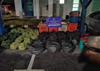 SEBAHAGIAN daun ketum yang dirampas polis dalam serbuan di Kampung Padang Embun, Pasir Mas, Kelantan, semalam.