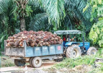 PENEROKA menanggung kerugian sehingga 40 peratus sebulan ekoran kekurangan penuai sawit. - UTUSAN/AFIQ RAZALI