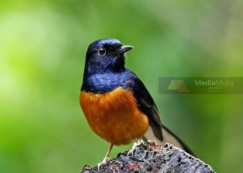 BURUNG murai batu antara spesies yang dilindungi undang-undang.