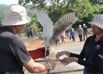 PESIES burung pungguk jelapang yang digunakan secara meluas sebagai ejen berkesan dalam kawalan biologi terhadap tikus perosak di ladang kelapa sawit khasnya di negara ini.