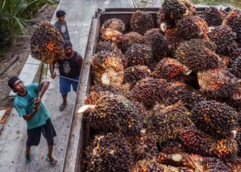 PEKERJA memindahkan kelapa sawit ke dalam trak untuk diproses menjadi minyak mentah di Pekanbaru, Indonesia. - AFP