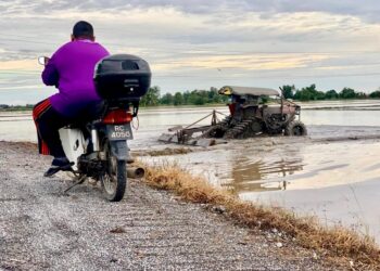 Benih padi berkualiti dapat membantu petani menikmati hasil lebih tinggi.