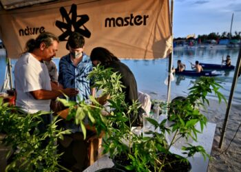 POKOK ganja dijual secara terbuka semasa festival di wilayah Nakhon Pathom.-AFP