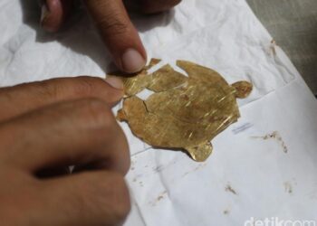 EMAS berbentuk kura-kura yang disimpan sejak zaman purba.-DETIK.COM