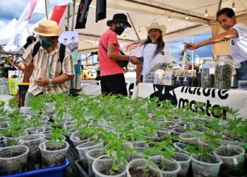 PENIAGA tempatan menunjukkan tanaman ganja sempena meraikan kebenaran yang diberikan oleh pihak kerajaan di wilayah Nakhon Pathom.-AFP