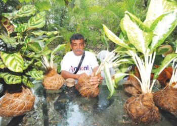 SUBHI Saad menanam pokok puding keladi menerusi teknik kokedama yang menggunakan sabut kelapa, tanah dan tali di PPR Sri Stulang, Johor Bahru. - UTUSAN/RAJA JAAFAR ALI