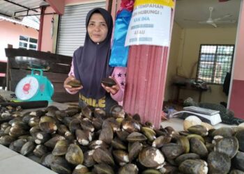 SARINA Dollah menunjukkan sebahagian cangkerang eksotik yang dijual di gerainya Kampung Pengkalan Gelap, Setiu, Terengganu. - UTUSAN/KAMALIZA KAMARUDDIN