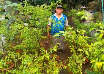 POKOK cili Baharudin Aman di Kampung Contoh, Kahang ditenggelami air.
